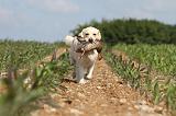 GOLDEN RETRIEVER 399